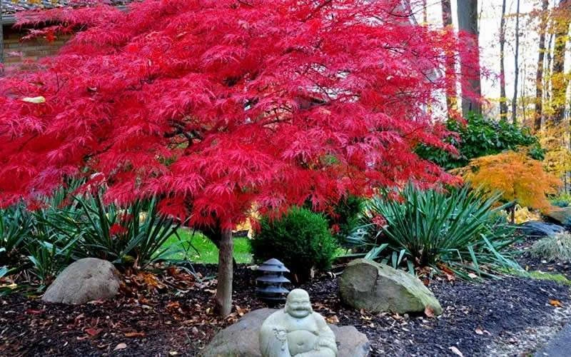 Red Dragon Dwarf Japanese Maple - 5 Gallon Pot 7 Red Dragon Dwarf Japanese Maple - 5 Gallon Pot - Image 5