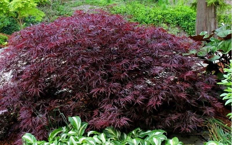 Red Dragon Dwarf Japanese Maple - 5 Gallon Pot 10 Red Dragon Dwarf Japanese Maple - 5 Gallon Pot - Image 8
