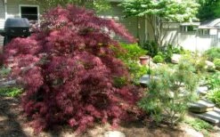 Tamukeyama Dwarf Red Japanese Maple - 1 Gallon Pot - High Grafted Tree Form 15 Tamukeyama Dwarf Red Japanese Maple - 1 Gallon Pot - High Grafted Tree Form -SHRUBS and BUSHES Shop Picture Japanese Maple Tamukeyama 3