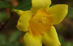 Butterscotch Yellow Jasmine (Jessamine) - Gelsemium Sempervirens - 1 Gallon Pot -SHRUBS and BUSHES Shop Picture Jasmine Butterscotch 4