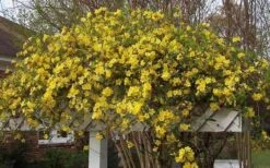 Butterscotch Yellow Jasmine (Jessamine) - Gelsemium Sempervirens - 1 Gallon Pot -SHRUBS and BUSHES Shop Picture Jasmine Butterscotch Jessamine 3