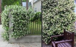 Confederate Jasmine Vine (Trachelospermum Jasminoides) - 3 Gallon Pot -SHRUBS and BUSHES Shop Picture Jasmine Confederate 2