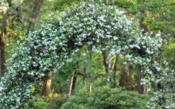 Confederate Jasmine Vine (Trachelospermum Jasminoides) - 3 Gallon Pot -SHRUBS and BUSHES Shop Picture Jasmine Confederate On Arch