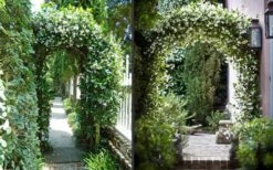 Confederate Jasmine Vine (Trachelospermum Jasminoides) - 3 Gallon Pot -SHRUBS and BUSHES Shop Picture Jasmine Confederate On Arches 2