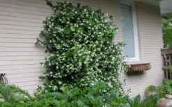 Confederate Jasmine Vine (Trachelospermum Jasminoides) - 6 Pack Of 1 Gallon Pots -SHRUBS and BUSHES Shop Picture Jasmine Confederate On Trellis 1