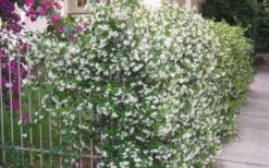 Confederate Jasmine Vine (Trachelospermum Jasminoides) - 6 Pack Of 1 Gallon Pots -SHRUBS and BUSHES Shop Picture Jasmine Confederate Vine 1 1