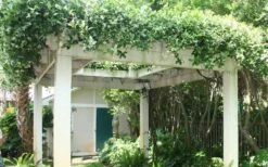 Confederate Jasmine Vine (Trachelospermum Jasminoides) - 3 Gallon Pot -SHRUBS and BUSHES Shop Picture Jasmine Confederate Vine 2