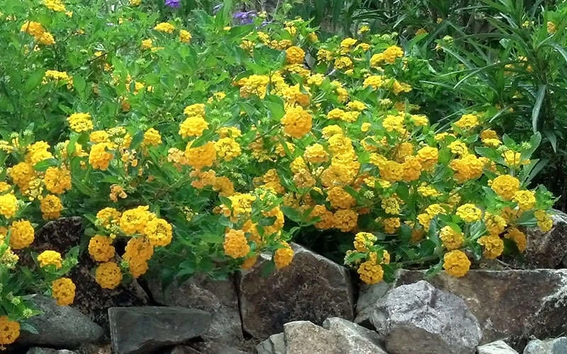New Gold Hardy Lantana - 5 Pack Of Pint Pots 8 New Gold Hardy Lantana - 5 Pack Of Pint Pots - Image 6