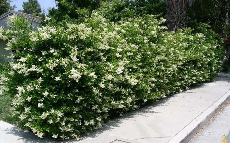 Wavy Leaf Ligustrum Recurvifolium - 1 Gallon Pot 7 Wavy Leaf Ligustrum Recurvifolium - 1 Gallon Pot - Image 5
