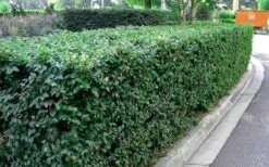 Emerald Snow Loropetalum (Chinese Fringeflower) - 2 Gallon Pot -SHRUBS and BUSHES Shop Picture Loropetalum Emerald Snow Hedge