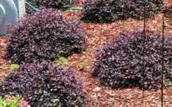 Purple Daydream Dwarf Loropetalum - 1 Gallon Pot -SHRUBS and BUSHES Shop Picture Loropetalum Purple Daydream 3