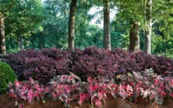 Purple Diamond Loropetalum - 3 Gallon Pot 12 Purple Diamond Loropetalum - 3 Gallon Pot -SHRUBS and BUSHES Shop Picture Loropetalum Purple Diamond Shrubs Background Hedge