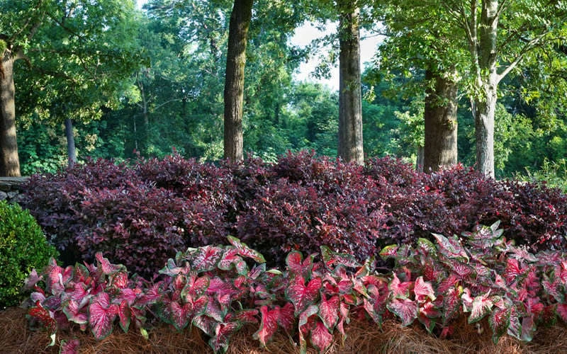 Purple Diamond Loropetalum - 3 Gallon Pot 7 Purple Diamond Loropetalum - 3 Gallon Pot - Image 5