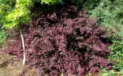 Red Diamond Loropetalum - 7 Gallon Pot 12 Red Diamond Loropetalum - 7 Gallon Pot -SHRUBS and BUSHES Shop Picture LoropetalumRedDiamond 4