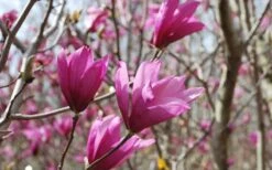Ann Magnolia Tulip Tree - 5 Gallon Pot -SHRUBS and BUSHES Shop Picture Magnolia Ann 1