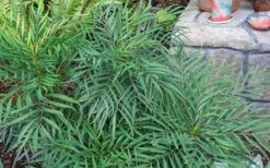 Soft Caress Mahonia - 3 Gallon Pot 14 Soft Caress Mahonia - 3 Gallon Pot -SHRUBS and BUSHES Shop Picture Mahonia Soft Caress Foliage