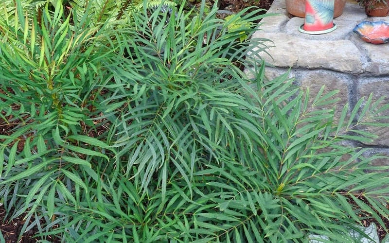 Soft Caress Mahonia - 3 Gallon Pot 8 Soft Caress Mahonia - 3 Gallon Pot - Image 6