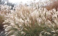 Adagio Dwarf Maiden Grass - Miscanthus Sinensis - 3 Gallon Pot 15 Adagio Dwarf Maiden Grass - Miscanthus Sinensis - 3 Gallon Pot -SHRUBS and BUSHES Shop Picture Maiden Grass Adagio Dwarf 2 1