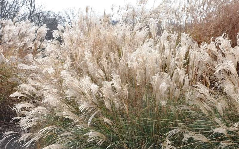 Adagio Dwarf Maiden Grass - Miscanthus Sinensis - 1 Gallon Pot 9 Adagio Dwarf Maiden Grass - Miscanthus Sinensis - 1 Gallon Pot - Image 7