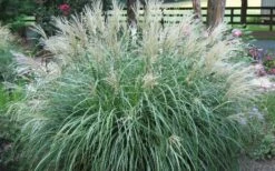 Adagio Dwarf Maiden Grass - Miscanthus Sinensis - 1 Gallon Pot 12 Adagio Dwarf Maiden Grass - Miscanthus Sinensis - 1 Gallon Pot -SHRUBS and BUSHES Shop Picture Maiden Grass Adagio Dwarf