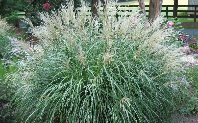 Adagio Dwarf Maiden Grass - Miscanthus Sinensis - 1 Gallon Pot 6 Adagio Dwarf Maiden Grass - Miscanthus Sinensis - 1 Gallon Pot - Image 4