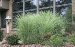 Maiden Grass - Miscanthus Sinensis 'Gracillimus' - 1 Gallon Pot -SHRUBS and BUSHES Shop Picture Maiden Grass Gracillimus 1