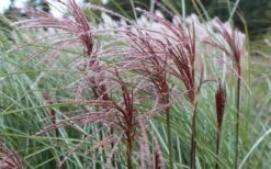 Maiden Grass - Miscanthus Sinensis 'Gracillimus' - 1 Gallon Pot -SHRUBS and BUSHES Shop Picture Miscanthus Gracillimus Seed Heads 1