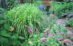 Little Zebra Grass - Miscanthus - 3 Gallon Pot 12 Little Zebra Grass - Miscanthus - 3 Gallon Pot -SHRUBS and BUSHES Shop Picture Miscanthus Little Zebra 3