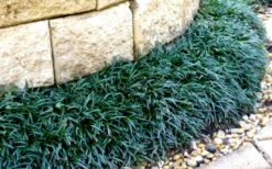 Dwarf Mondo Grass - 18 Count Flat Of Pint Pots -SHRUBS and BUSHES Shop Picture Mondo Grass Dwarf 4 1