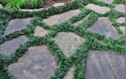 Dwarf Mondo Grass - 18 Count Flat Of Pint Pots -SHRUBS and BUSHES Shop Picture Mondo Grass Dwarf 6 1