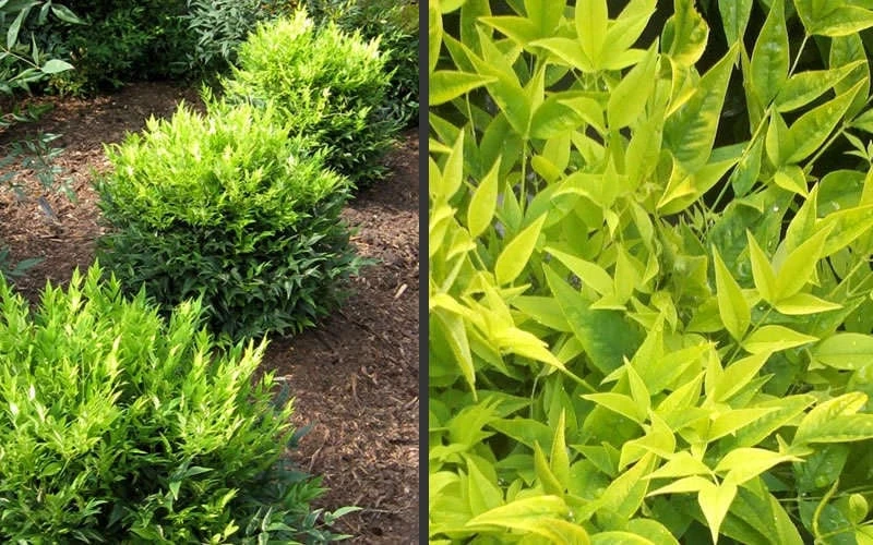 Lemon Lime Nandina - 2 Gallon Pot 8 Lemon Lime Nandina - 2 Gallon Pot - Image 6
