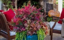 Obsession Nandina - 3 Gallon Pot 11 Obsession Nandina - 3 Gallon Pot -SHRUBS and BUSHES Shop Picture Nandina Obsession