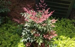 Obsession Nandina - 3 Gallon Pot 13 Obsession Nandina - 3 Gallon Pot -SHRUBS and BUSHES Shop Picture NandinaObsession 4