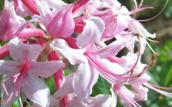 Varnadoes Phlox Pink Native Azalea - Rhododendron Canescens - 1 Gallon Pot 17 Varnadoes Phlox Pink Native Azalea - Rhododendron Canescens - 1 Gallon Pot -SHRUBS and BUSHES Shop Picture Native Azalea Varnadoes Pink Phlox Closeup