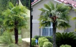 Windmill Cold Hardy Palm Tree - 7 Gallon Pot (2-3') -SHRUBS and BUSHES Shop Picture Palm Windmill 3