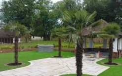 Windmill Cold Hardy Palm Tree - 2 Gallon Pot -SHRUBS and BUSHES Shop Picture Palm Windmill 4 1