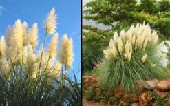White Pampas Grass - 3 Gallon Pot -SHRUBS and BUSHES Shop Picture Pampas Grass White 2 1