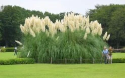 White Pampas Grass - 1 Gallon Pot -SHRUBS and BUSHES Shop Picture Pampas Grass White 3