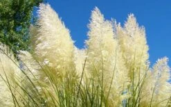 White Pampas Grass - 3 Gallon Pot -SHRUBS and BUSHES Shop Picture Pampas Grass White 4 1