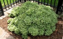 Variegated Pittosporum - Japanese Mock Orange - 1 Gallon Pot -SHRUBS and BUSHES Shop Picture Pittosporum Variegated Shrub 1