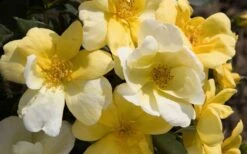 Sunny Yellow Knock Out Rose - 3 Gallon Pot -SHRUBS and BUSHES Shop Picture Rose Knock Out Sunny 1