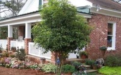 Fragrant White Tea Olive - 1 Gallon Pot -SHRUBS and BUSHES Shop Picture Tea Olive Tree 1