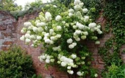 Chinese Snowball Viburnum Bush - 7 Gallon Pot (2-3') 15 Chinese Snowball Viburnum Bush - 7 Gallon Pot (2-3') -SHRUBS and BUSHES Shop Picture Viburnum Chinese Snowball Espalier 2