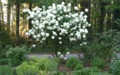 Chinese Snowball Viburnum Bush - 1 Gallon Pot -SHRUBS and BUSHES Shop Picture Viburnum Chinese Snowball Tree 1 1