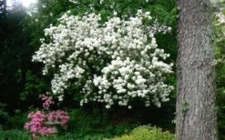 Chinese Snowball Viburnum Bush - 7 Gallon Pot (3-4') -SHRUBS and BUSHES Shop Picture Viburnum Chinese Snowball Tree 2 3