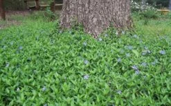 Evergreen Periwinkle (Vinca Minor) - 10 Count Flat Of Pint Pots -SHRUBS and BUSHES Shop Picture Vinca Minor Around tree 1