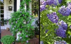 Amethyst Falls Wisteria Vine - 3 Gallon Pot 16 Amethyst Falls Wisteria Vine - 3 Gallon Pot -SHRUBS and BUSHES Shop Picture Wisteria Amethyst Falls 2