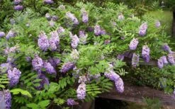 Amethyst Falls Wisteria Vine - 3 Gallon Pot 17 Amethyst Falls Wisteria Vine - 3 Gallon Pot -SHRUBS and BUSHES Shop Picture Wisteria Amethyst Falls 5