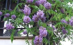 Amethyst Falls Wisteria Vine - 3 Gallon Pot 19 Amethyst Falls Wisteria Vine - 3 Gallon Pot -SHRUBS and BUSHES Shop Picture Wisteria Amethyst Falls Vine 1