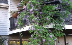 Amethyst Falls Wisteria Vine - 3 Gallon Pot 18 Amethyst Falls Wisteria Vine - 3 Gallon Pot -SHRUBS and BUSHES Shop Picture Wisteria Amethyst Falls Vine